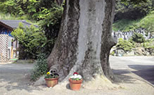 大ケヤキ 樹齢約800年