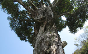 マキの木 樹齢約400年